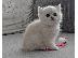 PoulaTo: Gccf Exotic Shorthair μωρά